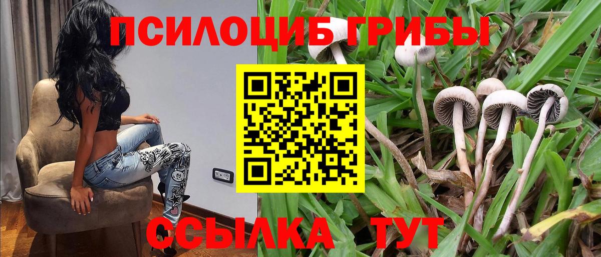 Псилоцибиновые грибы Psilocybine cubensis Арсеньев